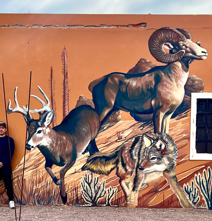 BORREGO CIMARRÓN, VENADO BURA Y COYOTE